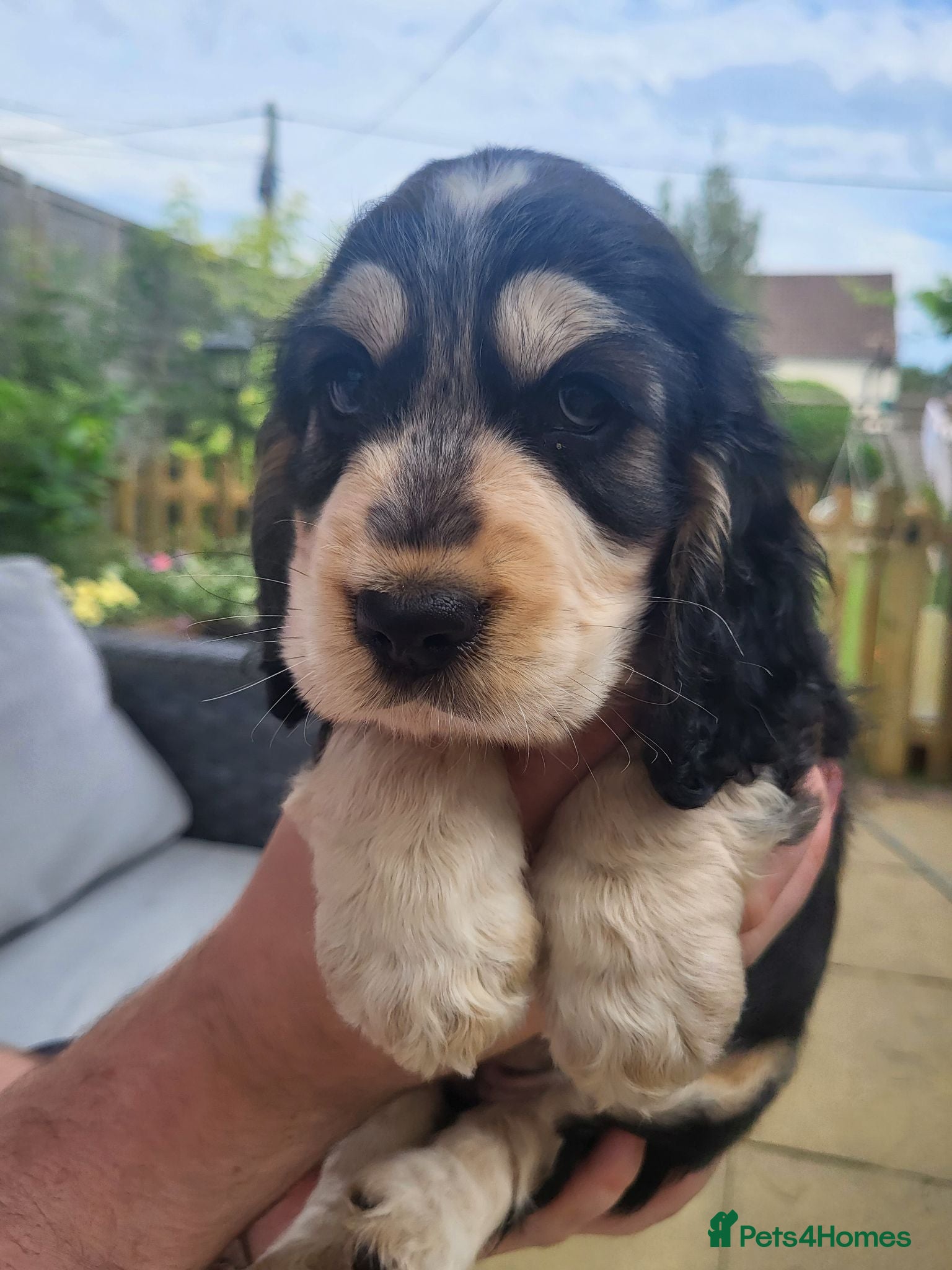Cocker Spaniel dogs Cocker spaniel - Advert 15