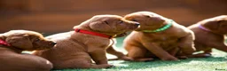 Labrador Retriever dogs for sale: Outstanding fully health tested fox reds  - Advert 16