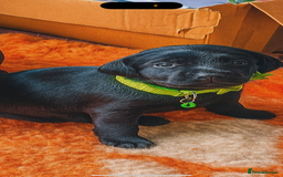 Mixed Breed dogs for sale: READY TO GO – Lab/Spaniel/Collie Mix Puppies - Image 4