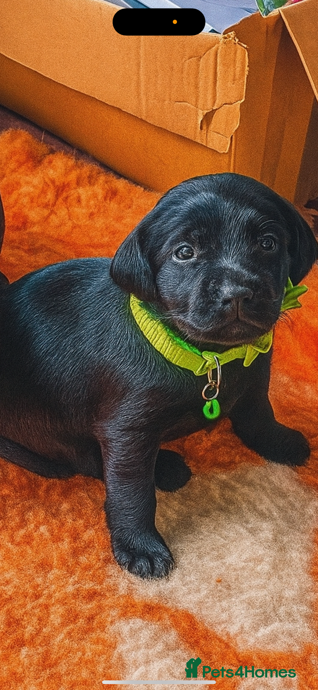 Mixed Breed dogs for sale: READY TO GO – Lab/Spaniel/Collie Mix Puppies - Image 4