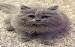 Scottish Fold cats for sale: 🐱TICA Scottish fold & Scottish straight kittens  - Image 6
