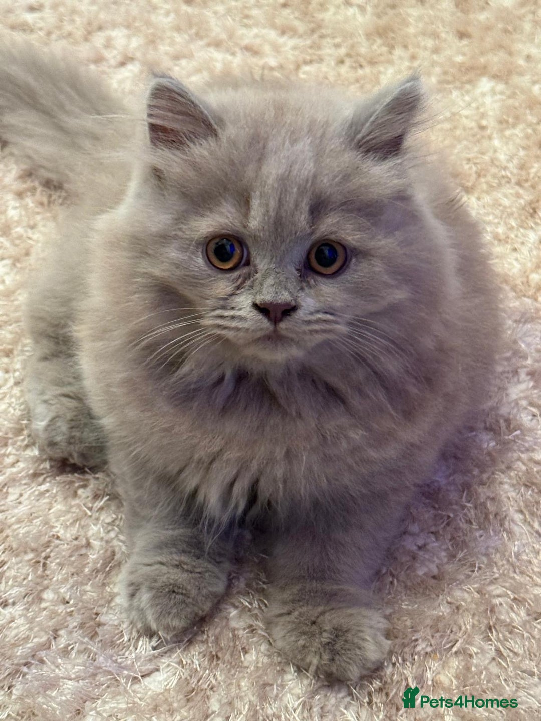 Scottish Fold cats for sale: 🐱TICA Scottish fold & Scottish straight kittens  - Image 6