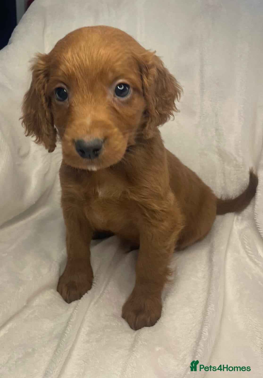 Cockapoo dogs ❤️REDUCED AGAIN❤️ Red Cockapoos (Health Tested) ❤️ - Advert 1