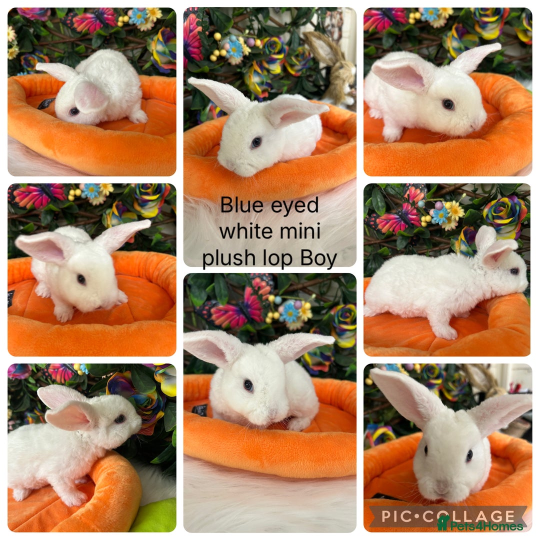 Mini Lop rabbits for sale: ⭐️Pure Breed Mini Plush Lops⭐️ - Image 3
