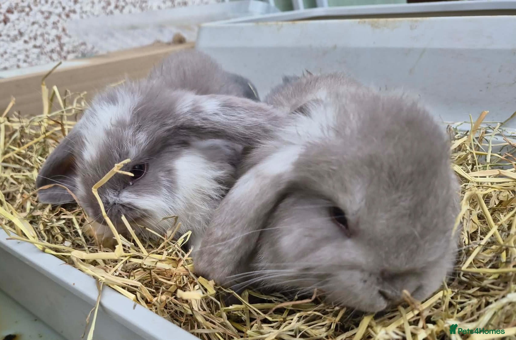 French Lop rabbits Litter of French lop rabbits  - Advert 7