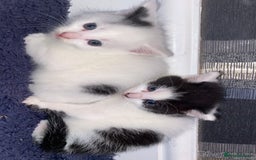 Mixed Breed cats for sale: 5 kittens for sale  - Image 5