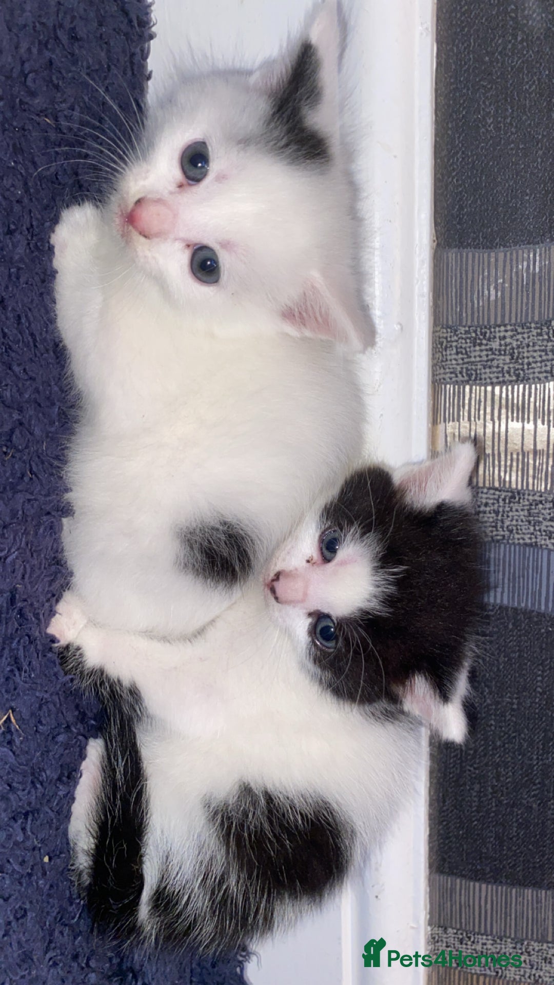 Mixed Breed cats for sale: 5 kittens for sale  - Image 5