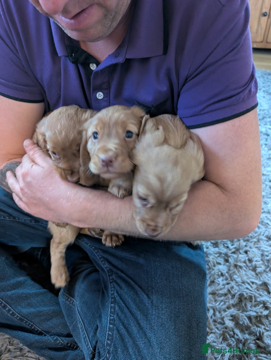Cocker Spaniel dogs for sale: Golden cocker spaniel - Image 9