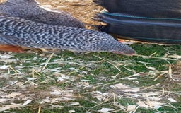 Chickens poultry for sale: Chicken free to good home.  - Advert 2