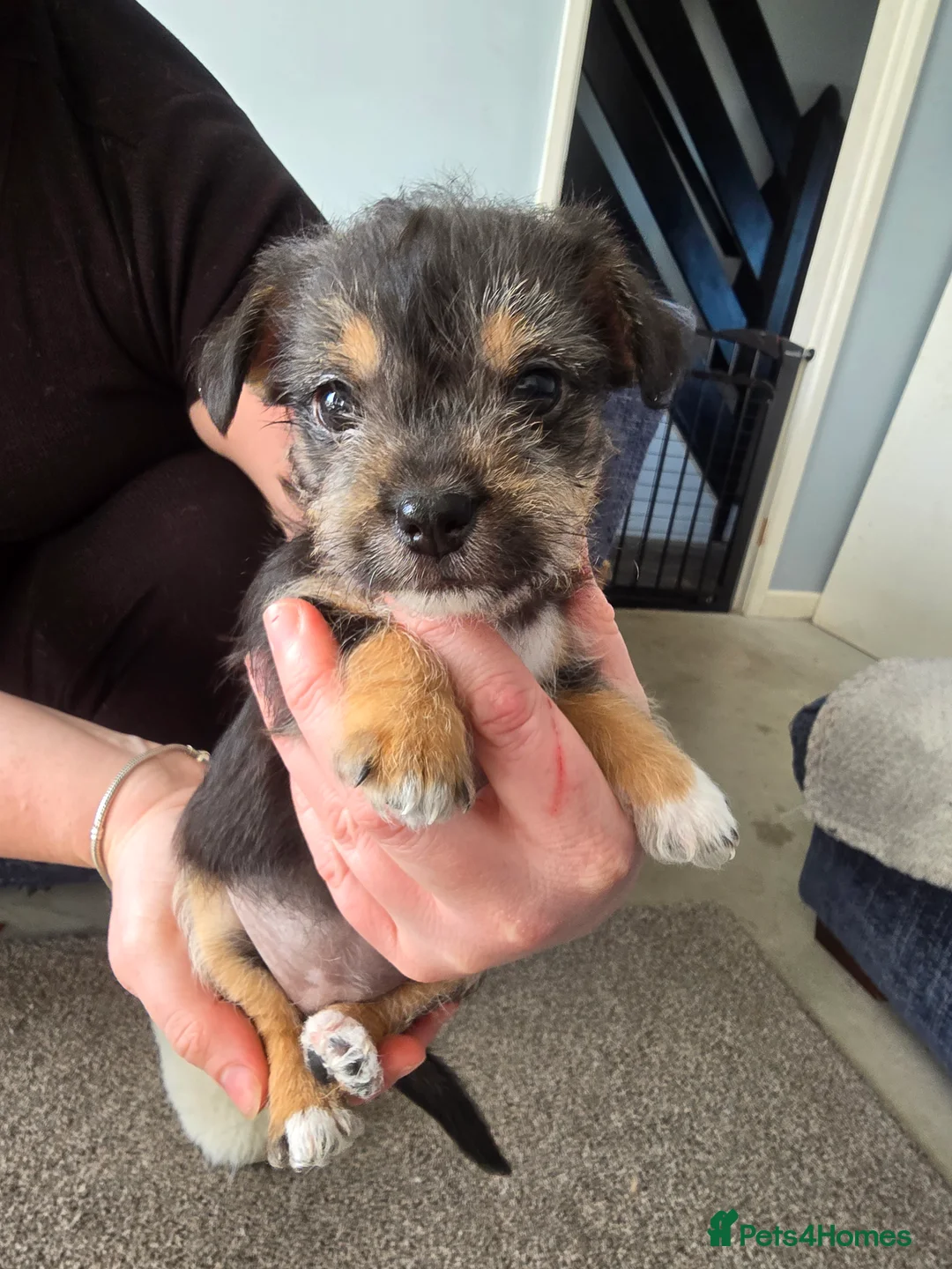 Mixed Breed dogs for sale: ShShih Tzu crossed Jack Russell in Tilbury - Advert 21
