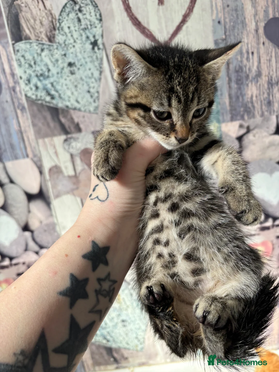 Mixed Breed cats for sale: Exceptional kittens  - Advert 8