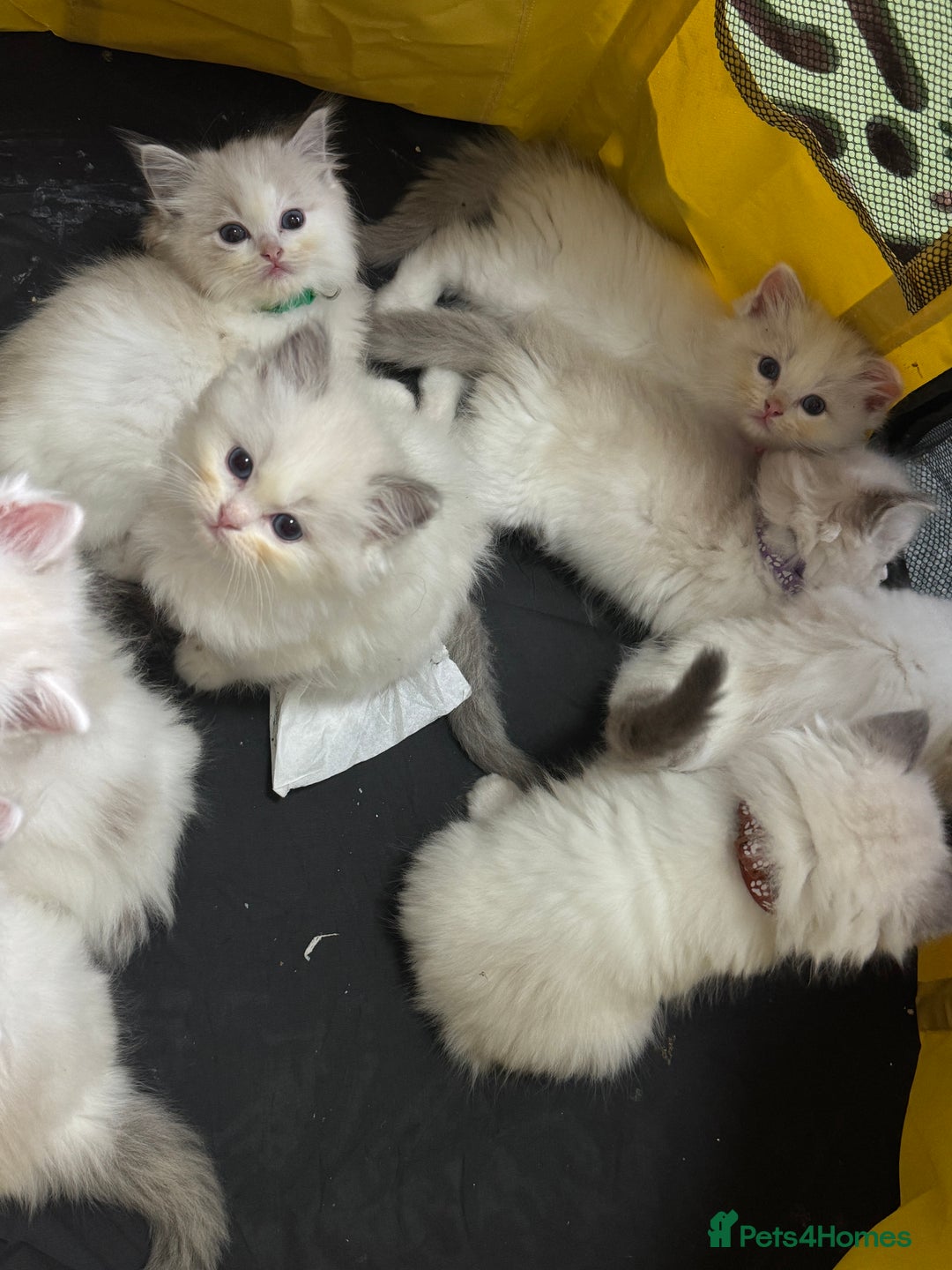 Ragdoll cats for sale: Pure Ragdoll kittens, ready 20th December - Advert 1