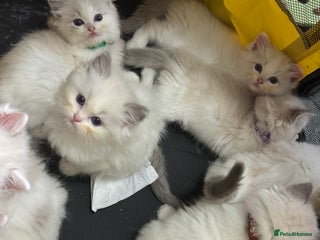 Ragdoll cats Pure Ragdoll kittens, ready 20th December - Advert 2