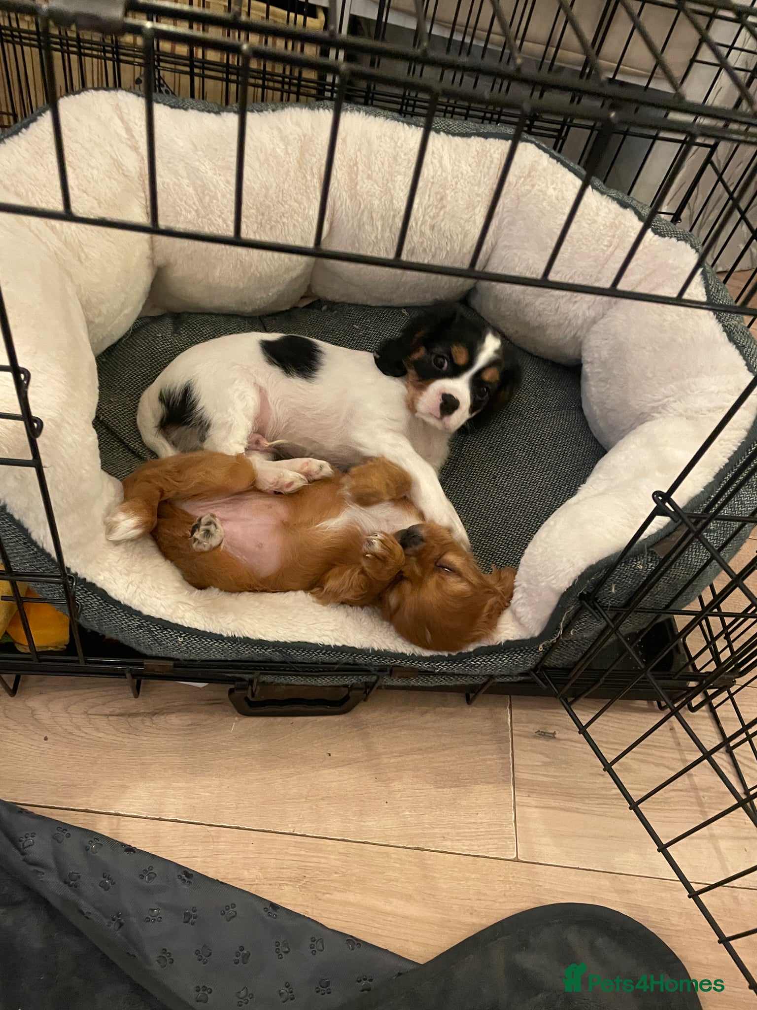 Cavalier King Charles Spaniel dogs 2 puppies and 10 month old left ready now :)  - Advert 3