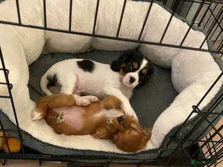 Cavalier King Charles Spaniel dogs 2 puppies and 10 month old left ready now :) - Advert 3