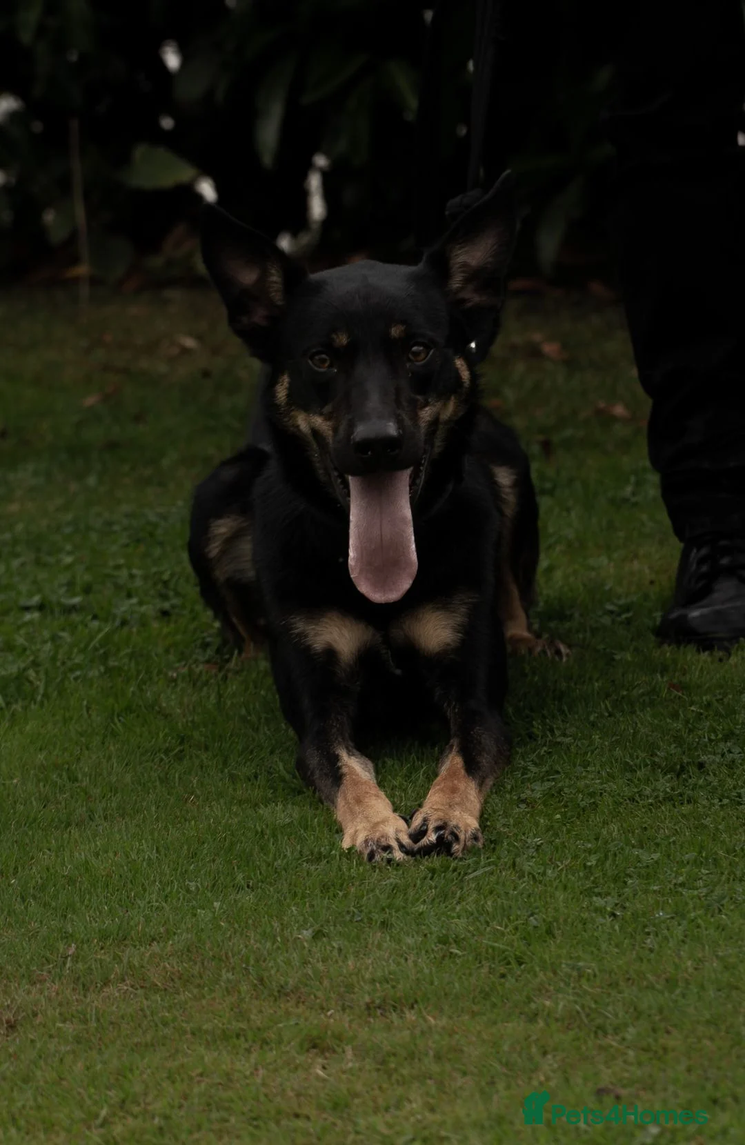 Mixed Breed dogs for sale: Male dog for rehoming  in Neath - Advert 2