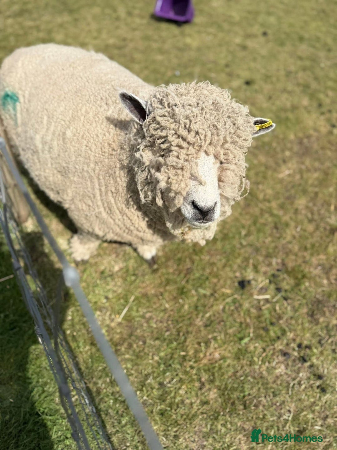 Sheep livestock for sale: Ryeland and texel sheep  - Advert 1