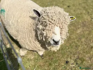 Sheep livestock Ryeland and texel sheep - Advert 10