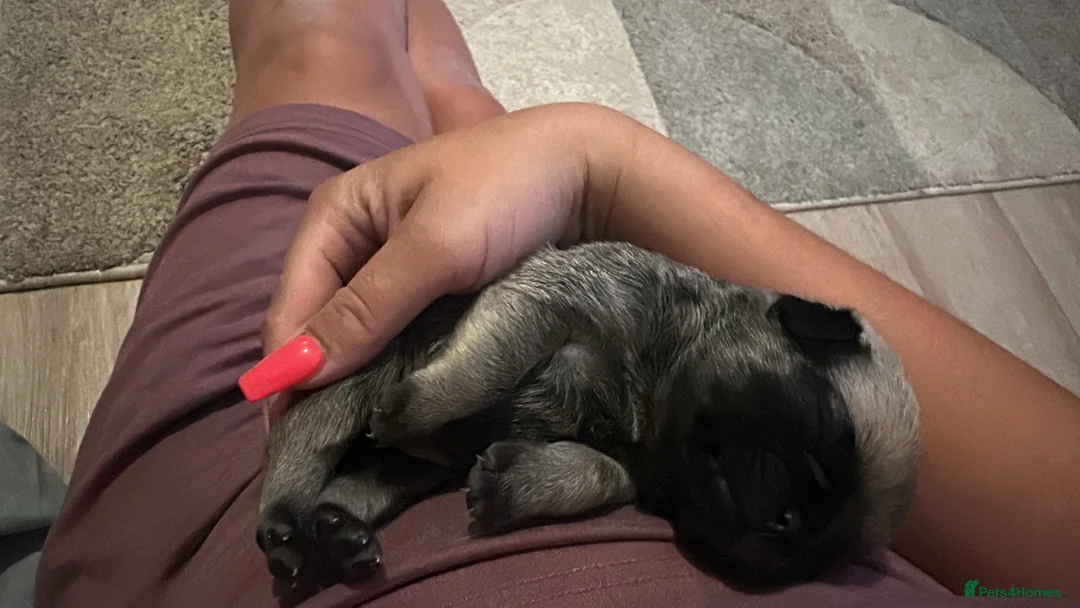 Pug dogs for sale: Pug puppies  - Advert 1