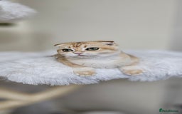 Scottish Fold cats for sale: READY NOW-TICA-SCOTTISH FOLD GIRL  - Image 16