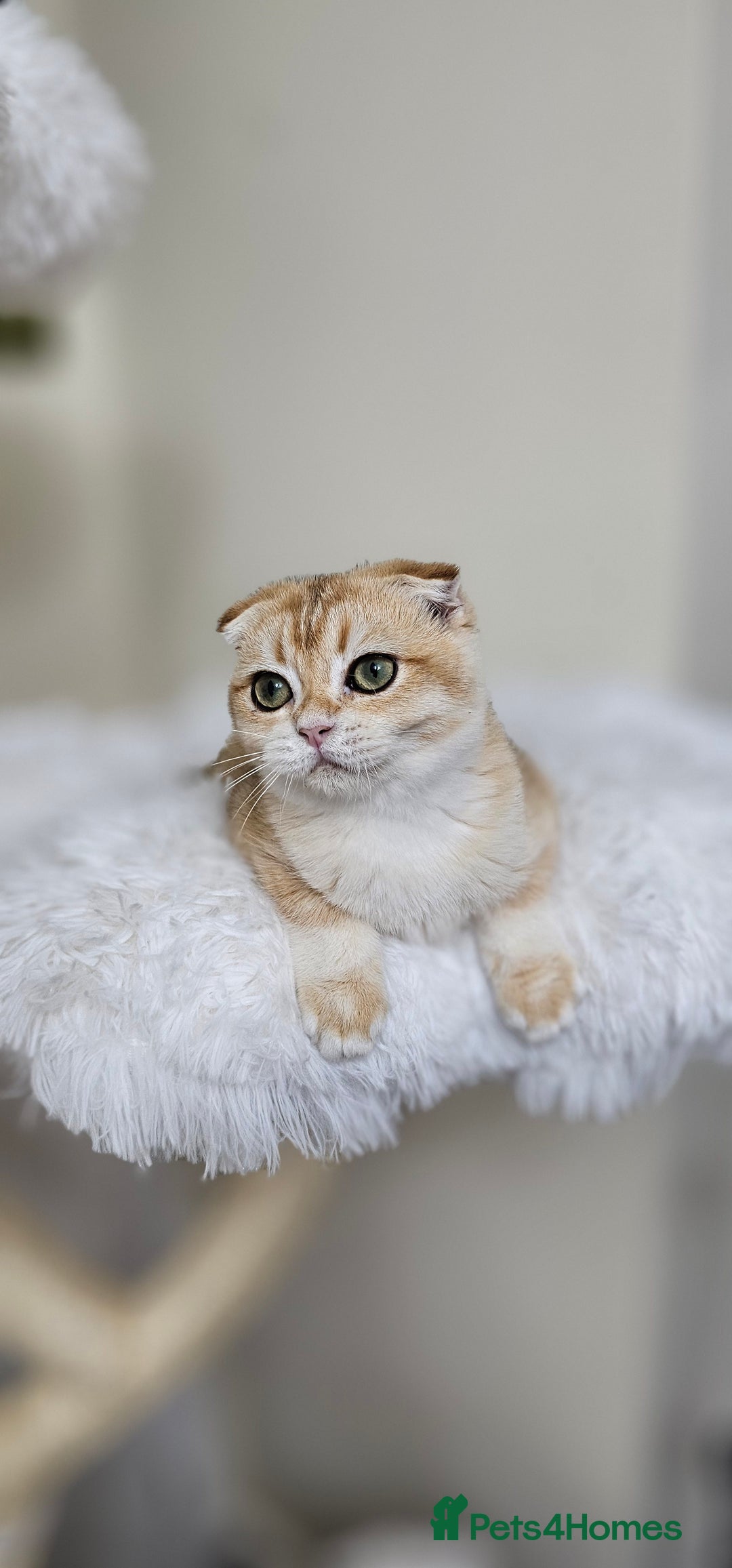 Scottish Fold cats for sale: READY NOW-TICA-SCOTTISH FOLD GIRL  - Image 16