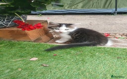 British Longhair cats for sale: Long haired kittens for sale - Image 13
