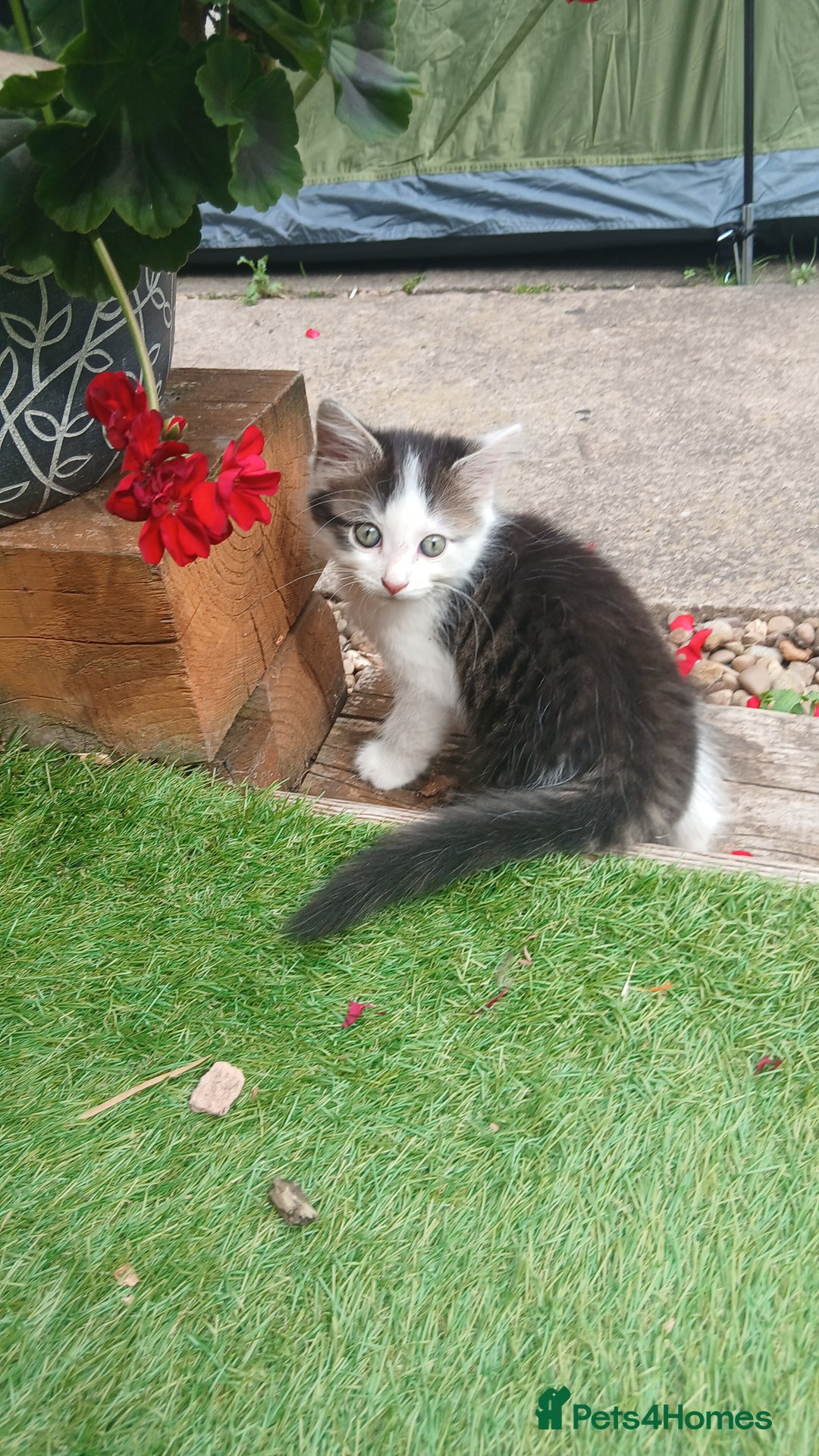British Longhair cats for sale: Long haired kittens for sale - Image 13
