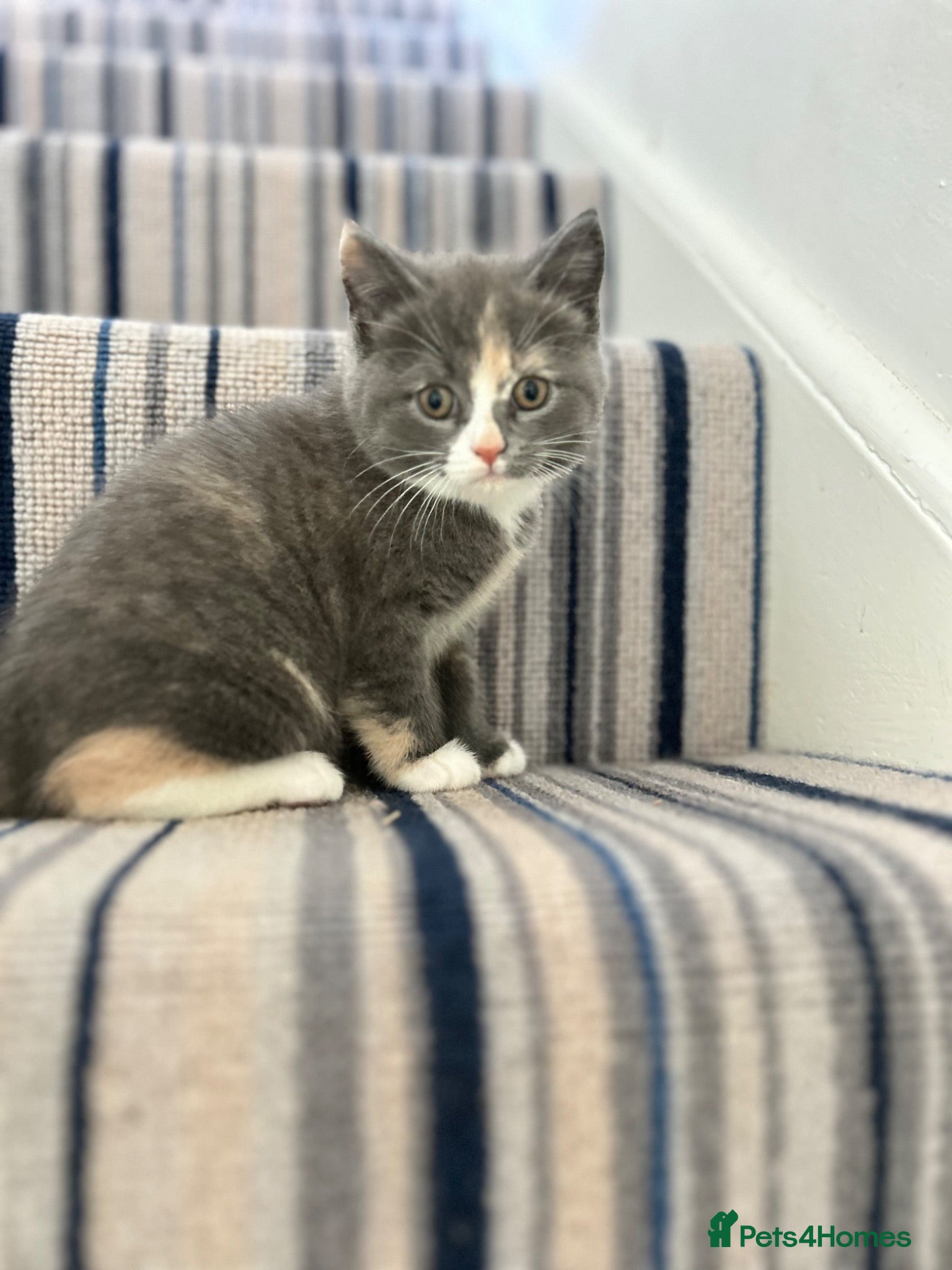 British Shorthair cats British Shorthair Female Kitten - Advert 1