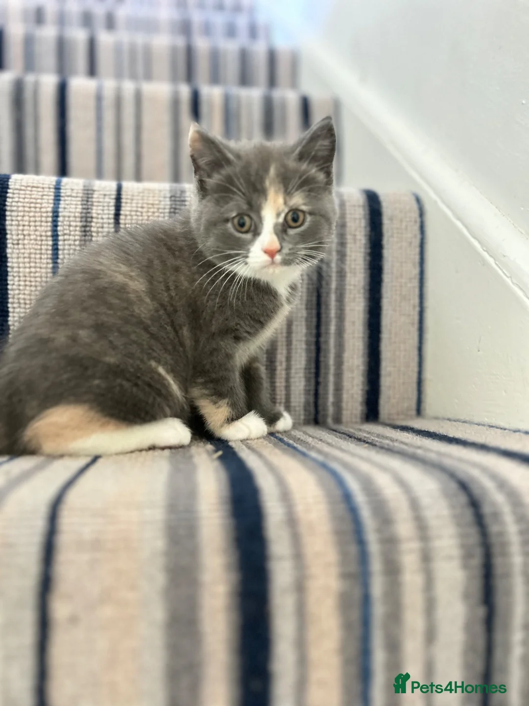 British Shorthair cats for sale: British Shorthair Female Kitten - Advert 2