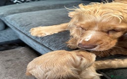 Cocker Spaniel dogs for sale: Beautiful Cocker Spaniel Pups - Image 22