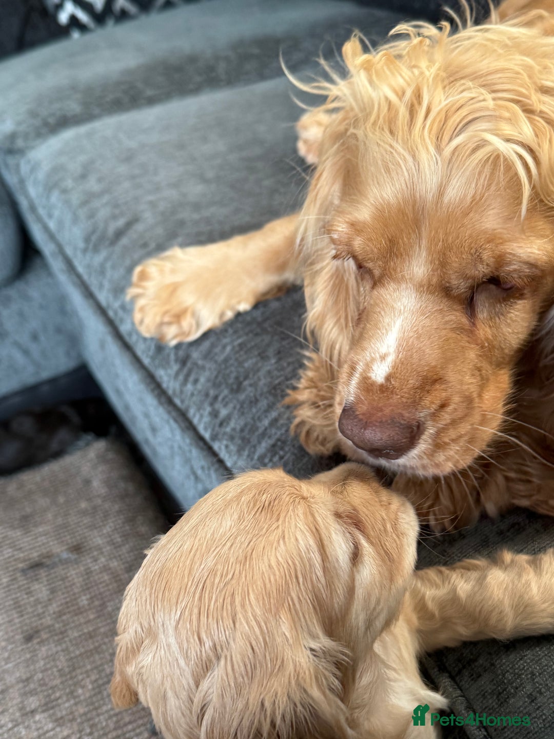 Cocker Spaniel dogs for sale: Beautiful Cocker Spaniel Pups - Image 22