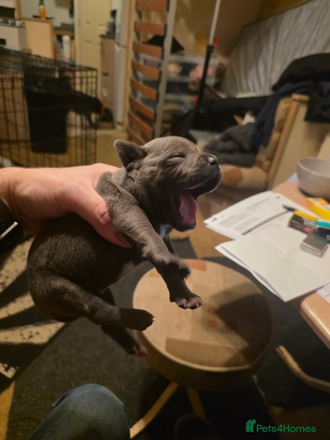 Staffordshire Bull Terrier dogs for sale: Blue Staffordshire Bull Terrier - Advert 22