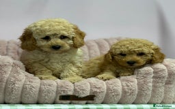Cavapoo dogs for sale: Adorable Cavapoochon Puppies - Image 27