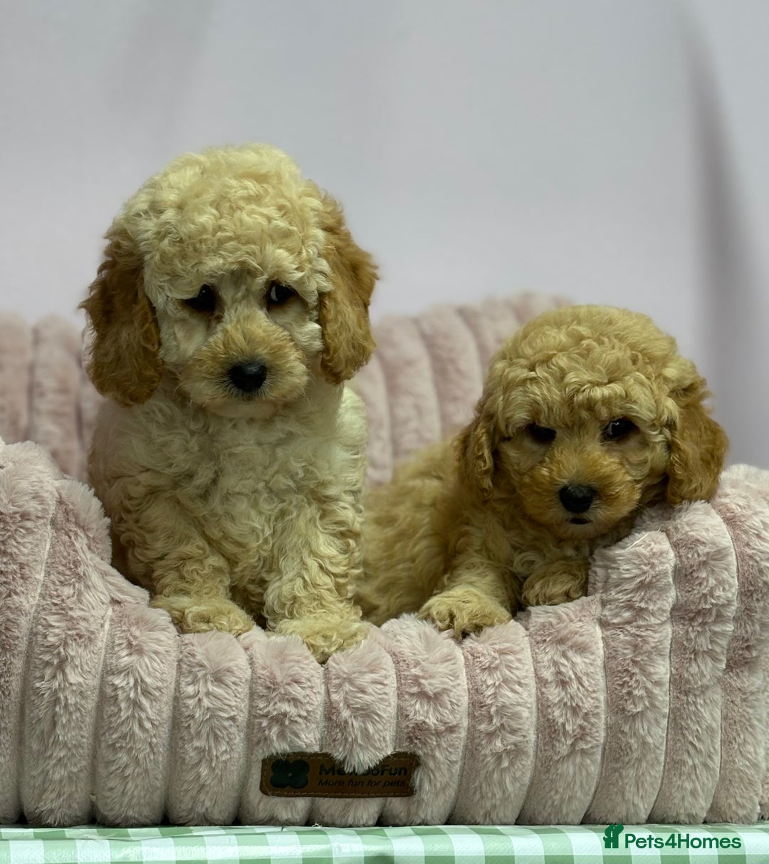 Cavapoo dogs for sale: Adorable Cavapoochon Puppies - Image 27