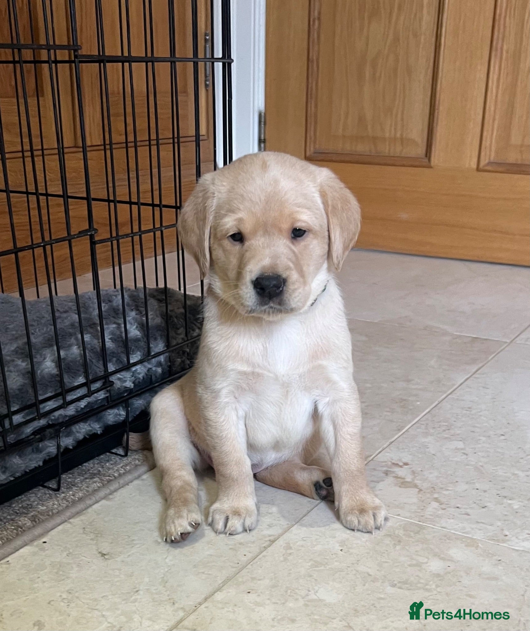 Labrador Retriever dogs Stunning KC Registered Champion line Puppies  - Advert 1
