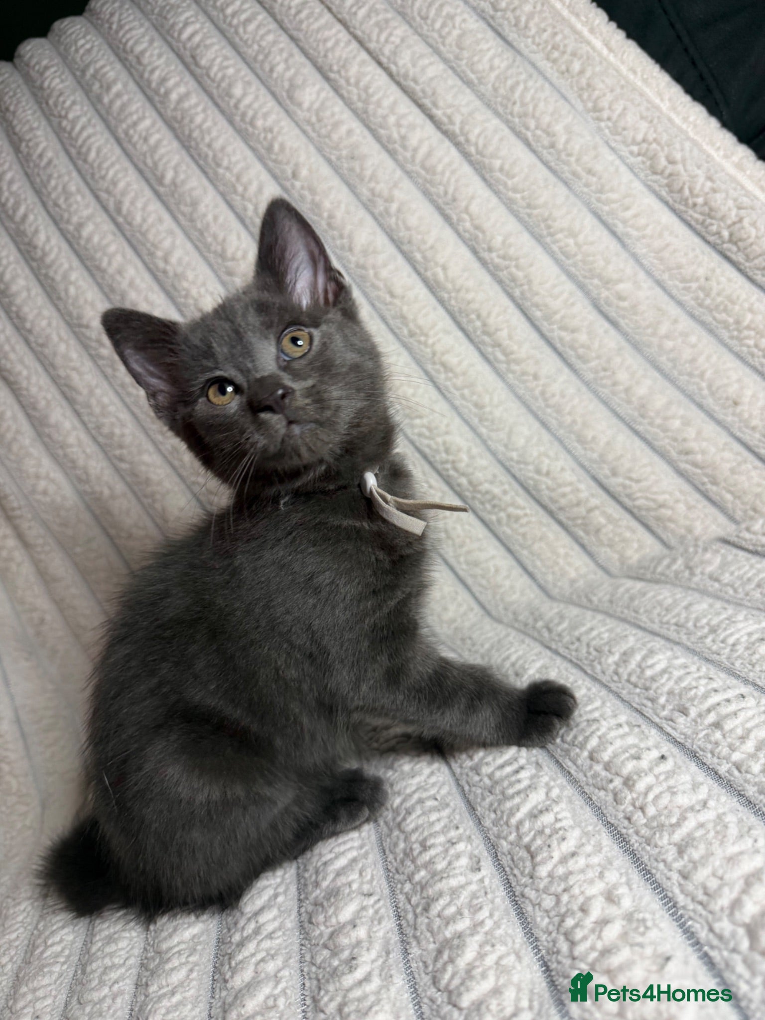 Mixed Breed cats Grey & Grey/White Microchipped Kittens– Ready Now  - Advert 16