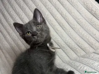 Mixed Breed cats Grey & Grey/White Microchipped Kittens– Ready Now - Advert 16