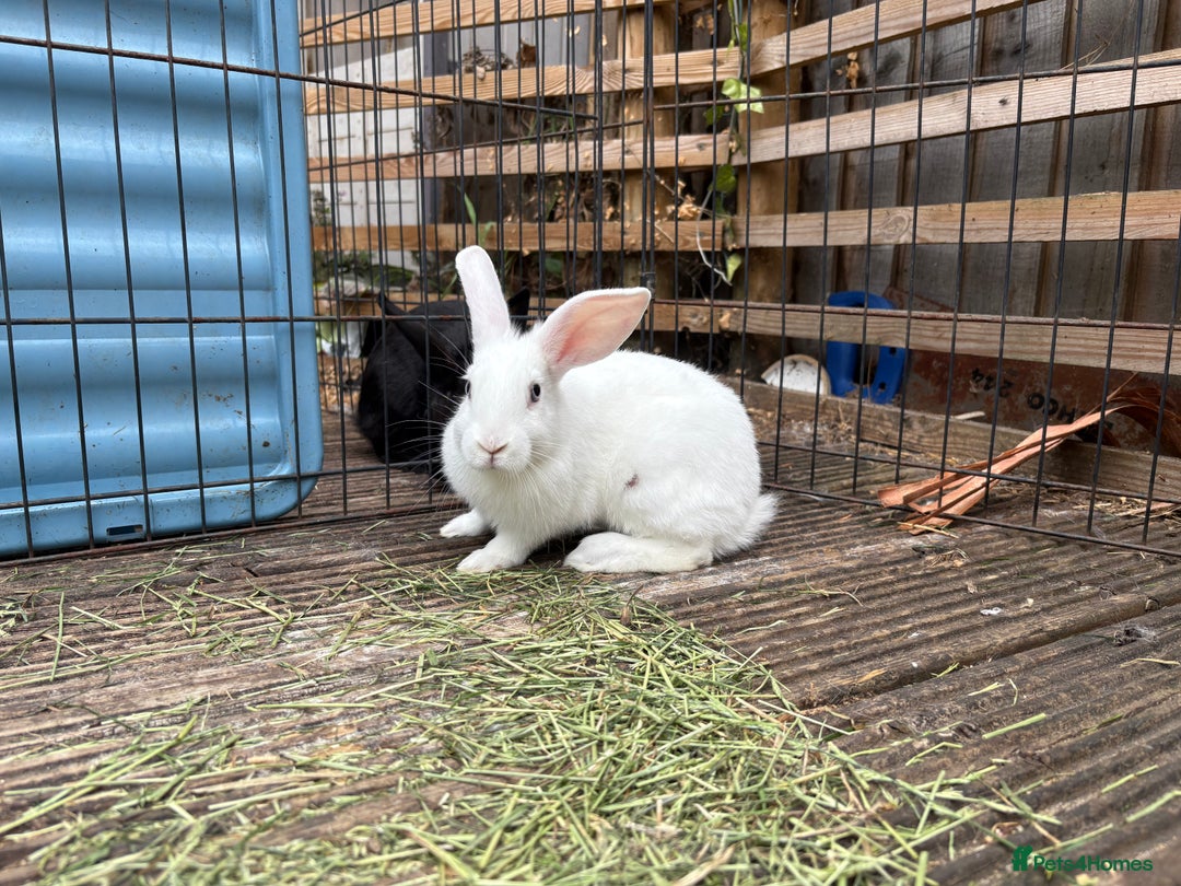 Mini Lop rabbits for sale: 2 beautiful mix breed sisters  - Image 5