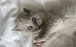 British Shorthair cats for sale: British short hair  - Image 6