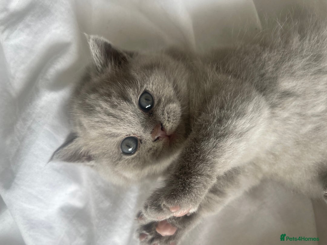 British Shorthair cats for sale: British short hair  - Image 6