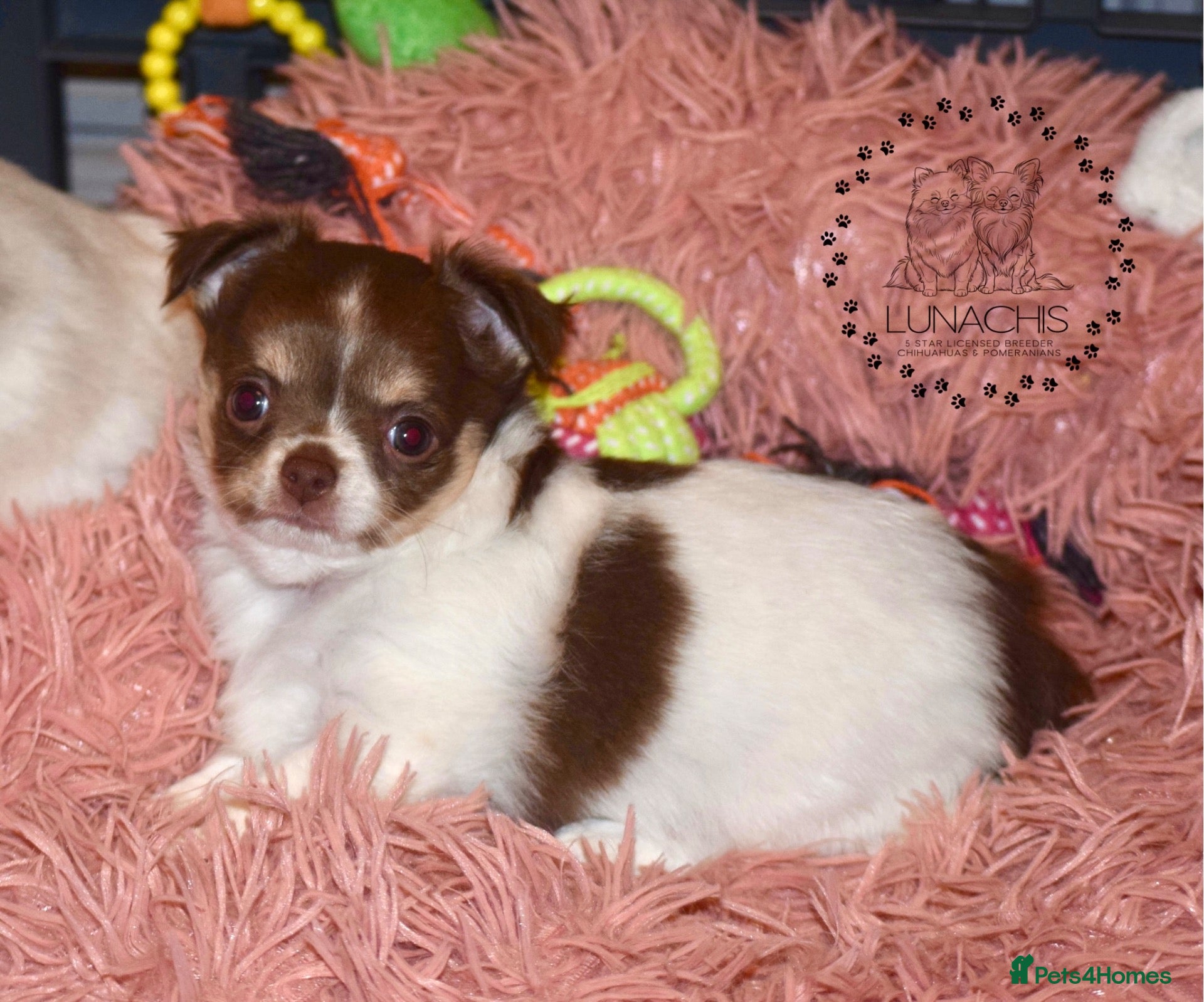 Chihuahua dogs Beautiful long coat chihuahua puppies - Advert 2