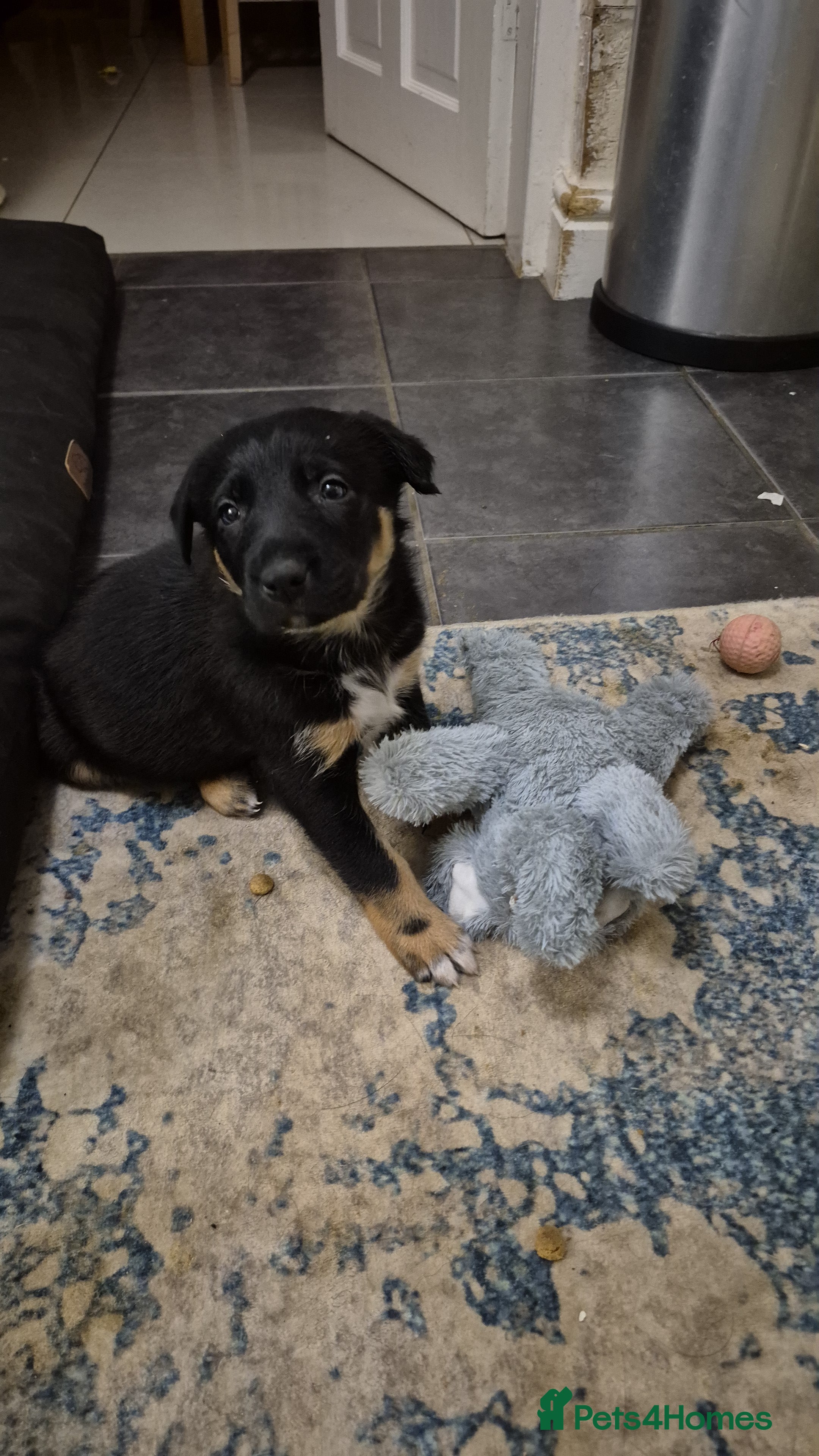 Mixed Breed dogs Male Collie x Kelpie Puppy ready to go black + tan - Advert 12