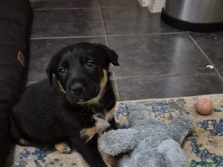 Mixed Breed dogs Male Collie x Kelpie Puppy ready to go black + tan - Advert 12