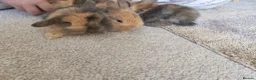 Mini Lion Lop rabbits for sale: Lop/ lion head baby bunnys  - Advert 16