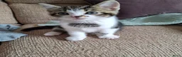 Mixed Breed cats for sale: Chester in Gateshead - Advert 4