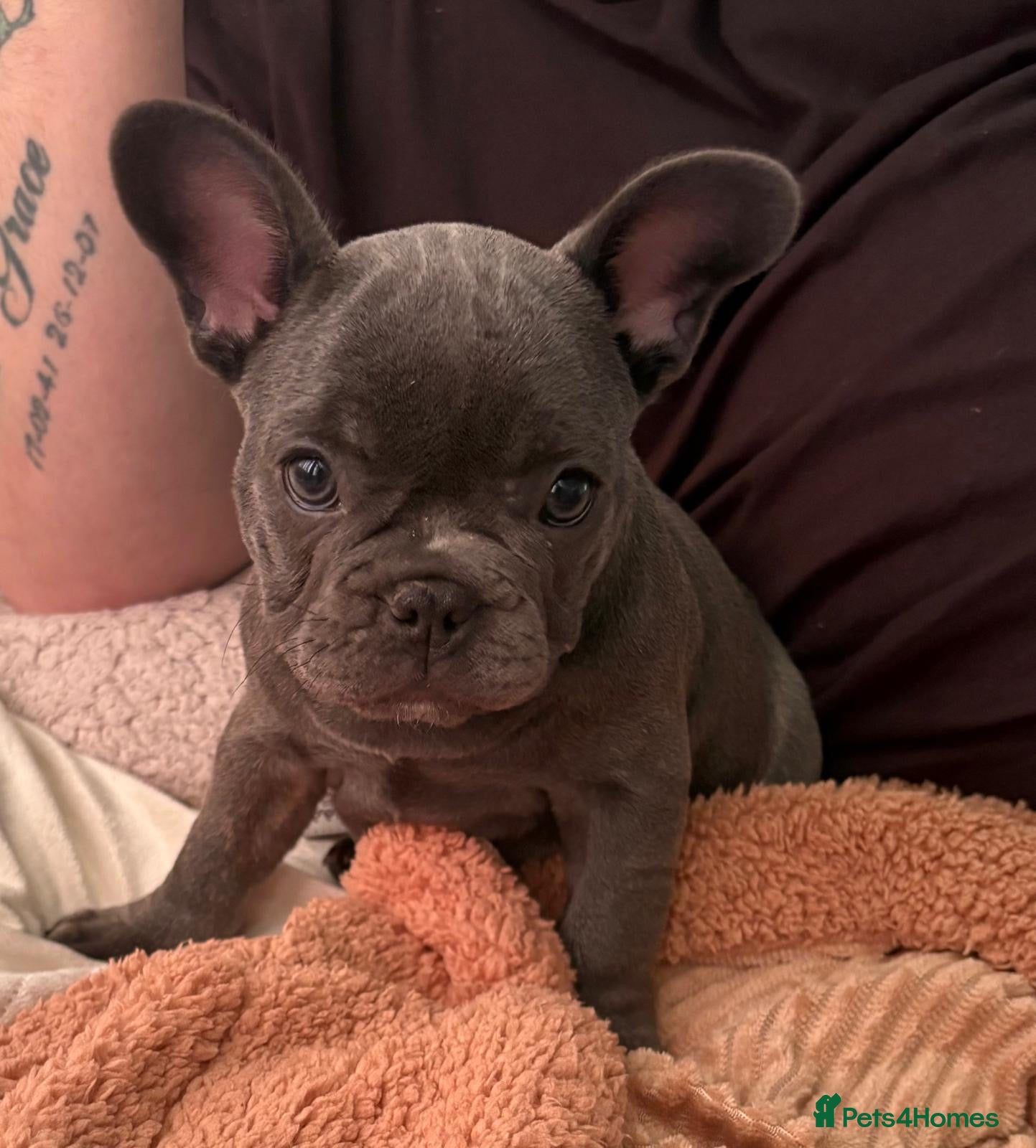 French Bulldog dogs Beautiful bitch 9 weeks  - Advert 13