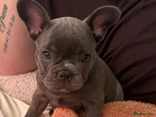 French Bulldog dogs Beautiful bitch 9 weeks - Advert 13