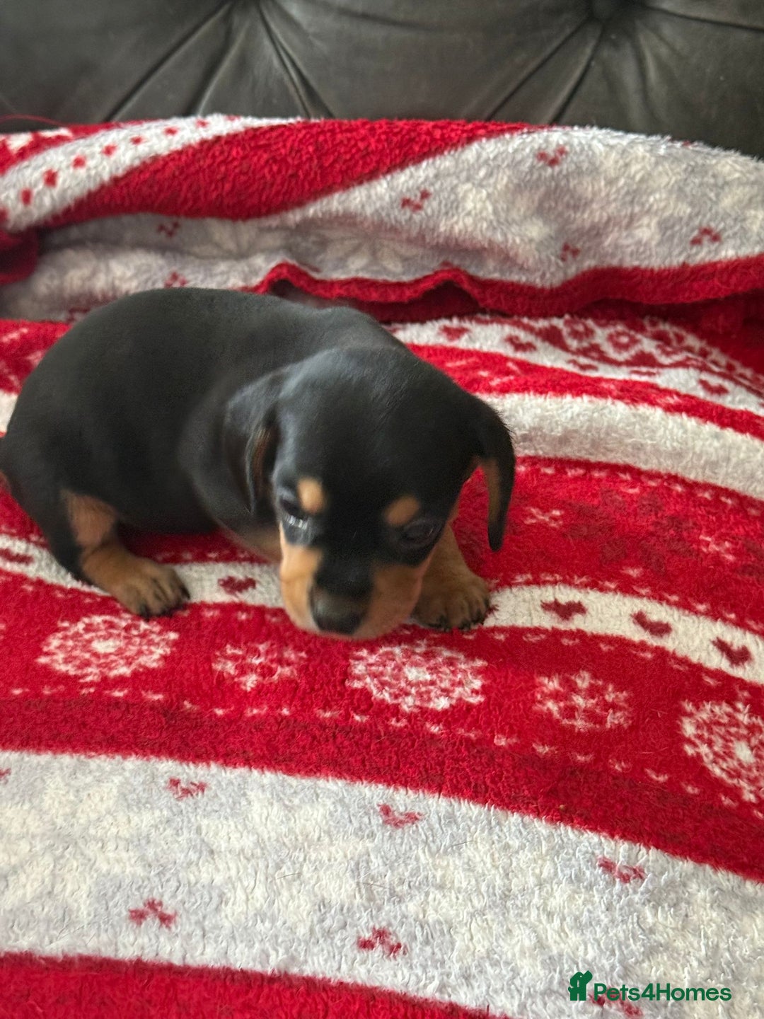 Mixed Breed dogs for sale: French Bulldog x Dachshund Puppies - Image 5