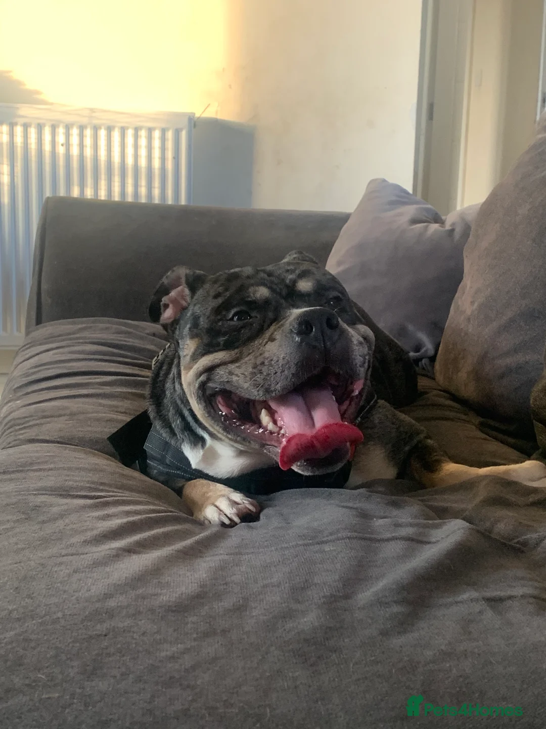 American Bully dogs for sale: Girl pocket bully - Advert 4