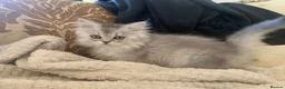 British Longhair cats for sale: Stunning litter of BSH with one BLH - Advert 4
